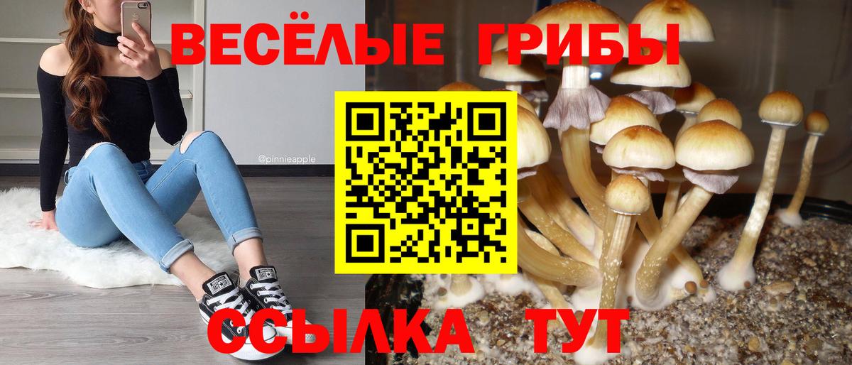 Углич  Псилоцибиновые грибы прущие грибы  Вход с VPN  Галлюциногенные грибы Psilocybine cubensis 